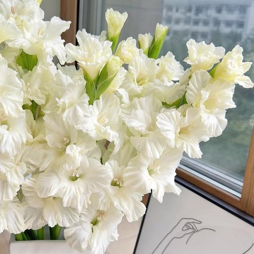 剑兰 | 水晶糖果 商品图0