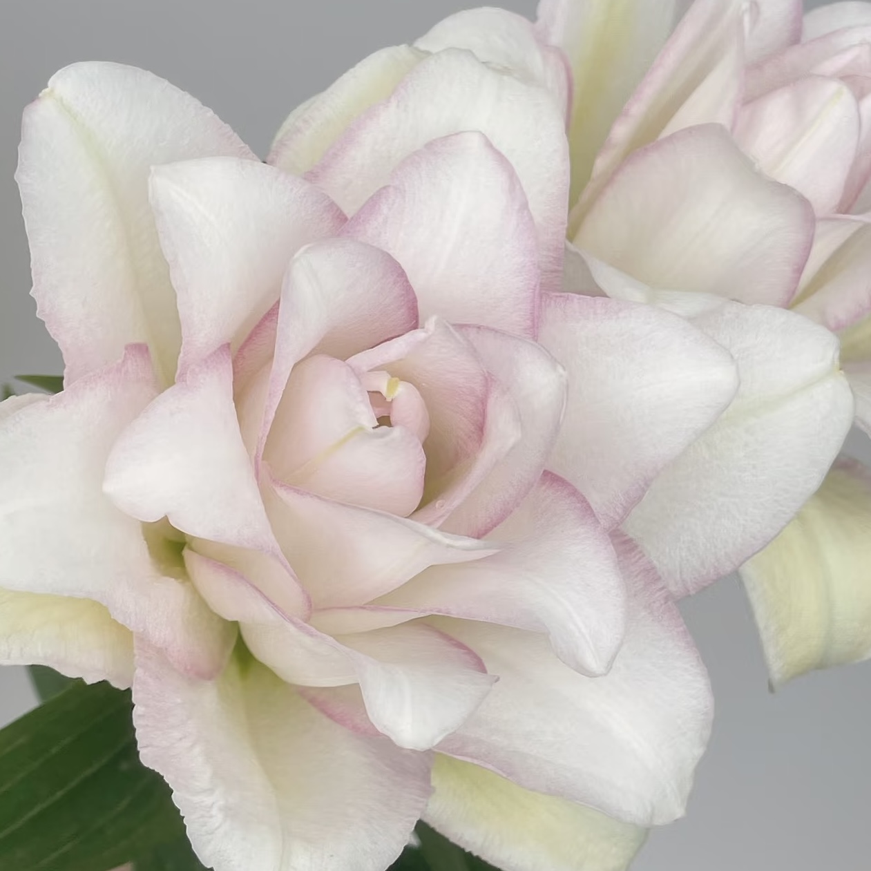 百合 ｜ 冰美人【季节原因上色不均匀，介意慎拍】