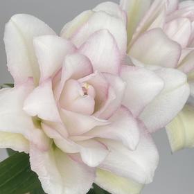 百合 ｜ 冰美人【季节原因上色不均匀，介意慎拍】