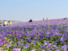 【狼牙山花海1日】｜万亩花海の狼牙山田园花海-太行水镇 商品缩略图1
