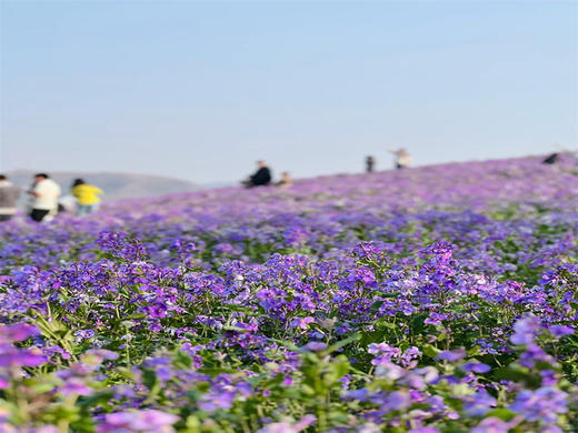 【狼牙山花海1日】｜万亩花海の狼牙山田园花海-太行水镇 商品图1