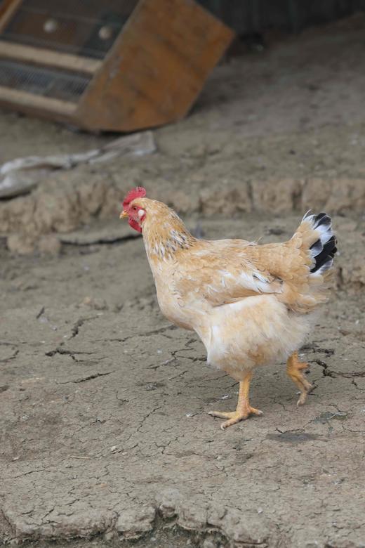 一年 散养老母鸡每只2.2-3.2斤 商品图1