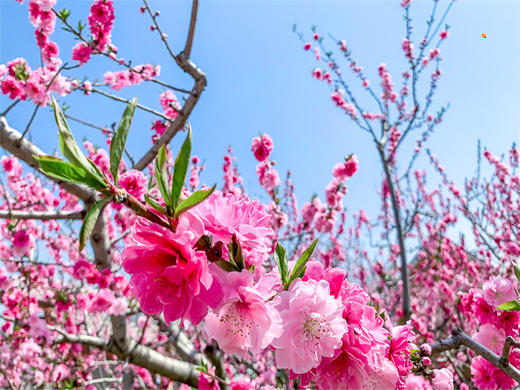 【平谷桃花+丫髻山1日】｜人间最美四月天-春风十里看桃花の近畿福地丫髻山 商品图1