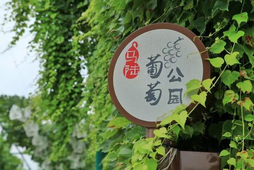 【活动招募】探索葡萄开花、授粉小秘密，还有农家土灶饭、葡萄文创DIY、疏果采摘、萌宠喂养，一天玩转春日所有美好！ 商品图1