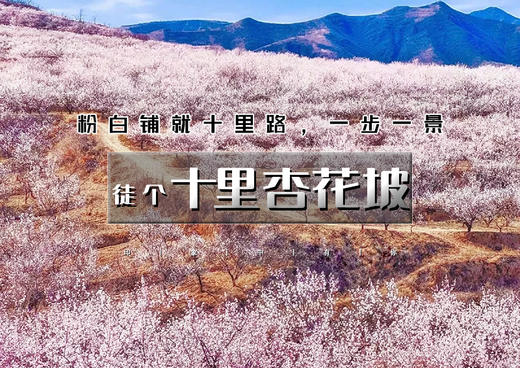 周末1日｜十里杏花坡｜粉白铺就十里路の十里杏花坡穿越8公里<初级> 商品图0