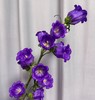 配花 | 风铃树紫 商品缩略图0