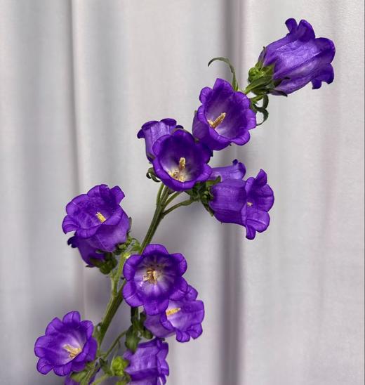 配花 | 风铃树紫 商品图0