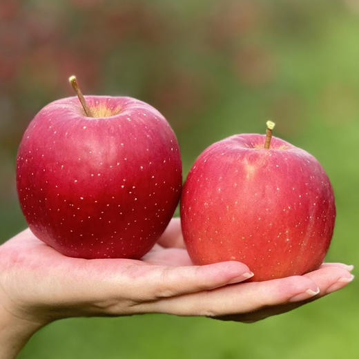 瑞香红苹果，高标准种植保障，它真的跟普通苹果不一样 商品图4