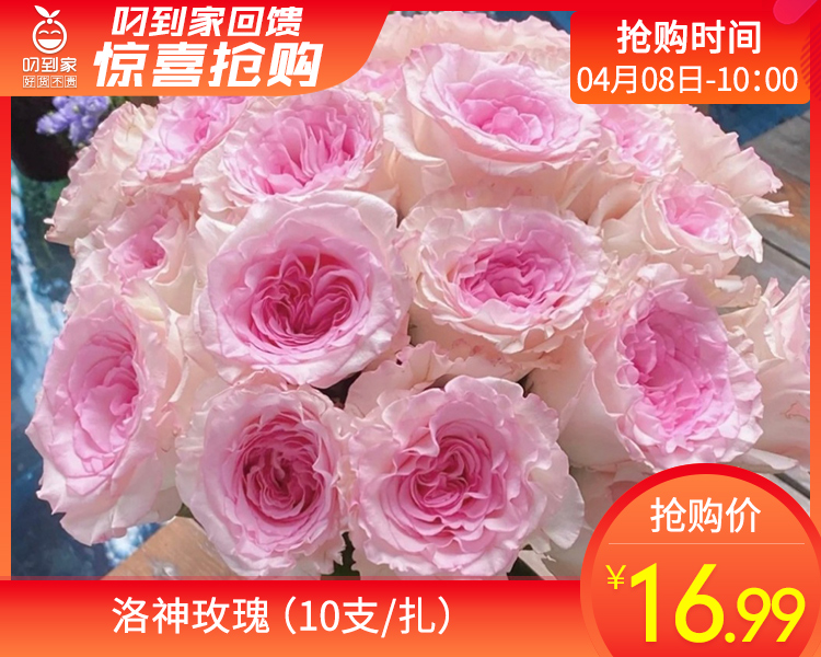 【预售-4月13日配送】洛神玫瑰（10支/扎）