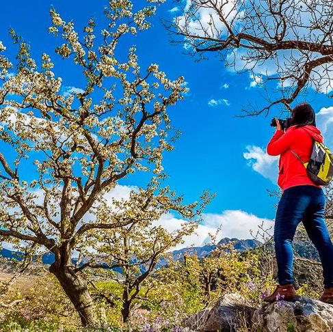周末1天【梨花大道78元】镇罗营万亩梨花-迎来最佳赏花期-7公里休闲徒步 商品图0