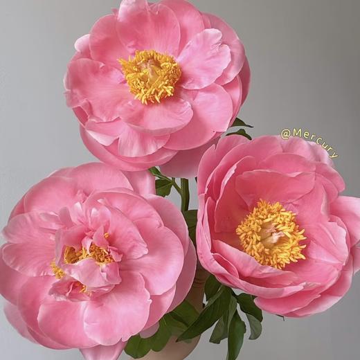 【山东仓现货】顺丰空运包邮 | 芍药鲑鱼雪纺 商品图0