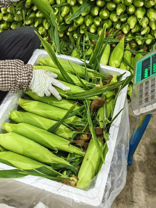 来自云南黄白粒可生吃爆汁玉米！在大冬天能吃上一口鲜玉米，太幸福了！甜度16+，一组五根 商品图3