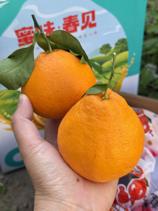 山地蜜味·耙耙柑 商品图0