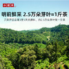 【2026春茶】小罐茶·金罐系列·安吉白茶10罐装【现货】 商品缩略图1