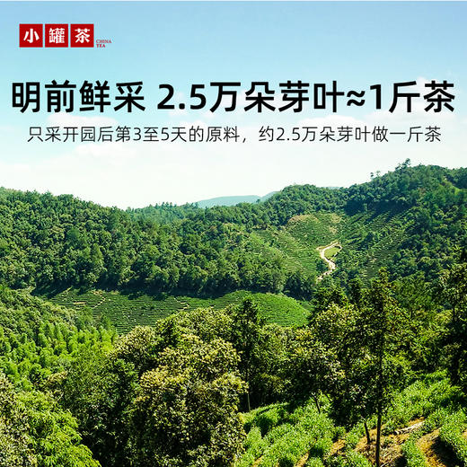 【2026春茶】小罐茶·金罐系列·安吉白茶10罐装【现货】 商品图1