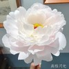 【昆明仓】芍药 | 典雅月光 商品缩略图0