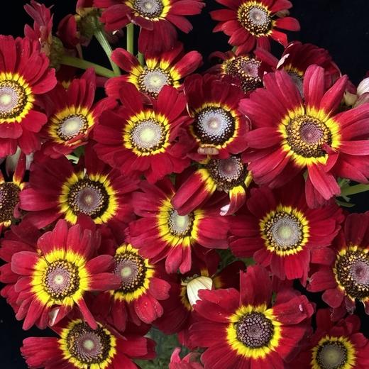 小菊 | 玛格丽特红色（颜色有色差，下单需谨慎） 商品图0