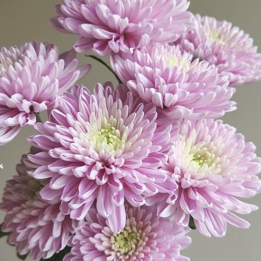 小菊 | 安娜粉 商品图0