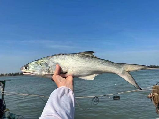 &闽南第一嫩鱼🐟午鱼（马友鱼）超鲜，鱼中贵族！！【活冻】 商品图0