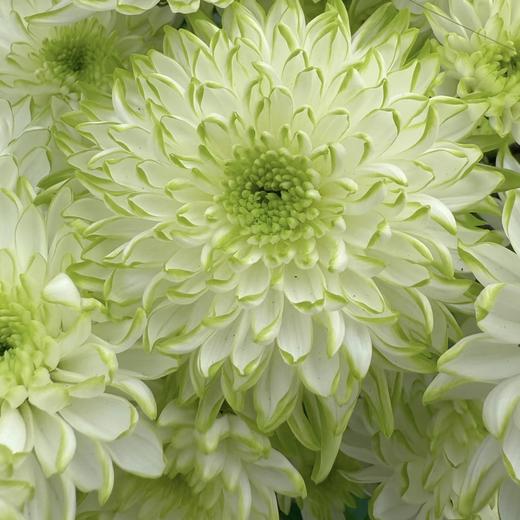 小菊 | 绿天赞 商品图0