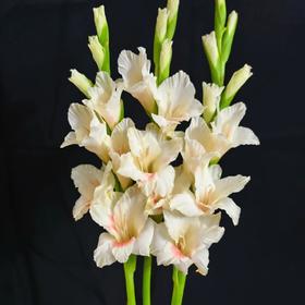 剑兰 | 奶油草莓