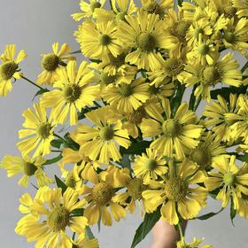 配花 | 油画小菊