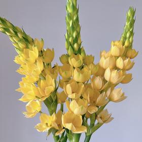 配花 | 圣心百合黄