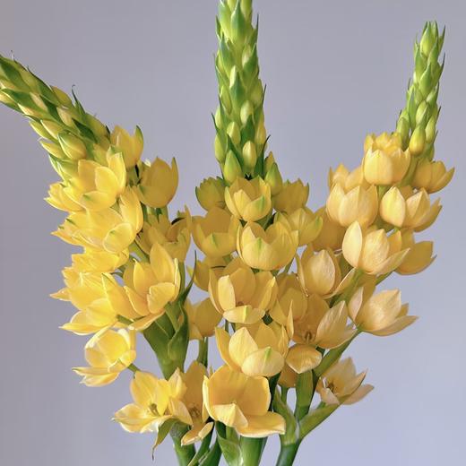 配花 | 圣心百合黄 商品图0