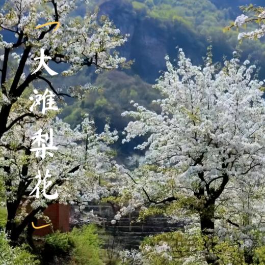 周三 /周末1天【梨花梯田 68元】世外桃源茅舍疏篱の谷雨时节赏大山深处梨花村-休闲户外徒步赏花 商品图1