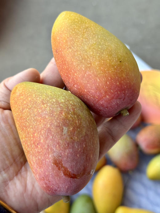 海南蜜香妃芒果 商品图2