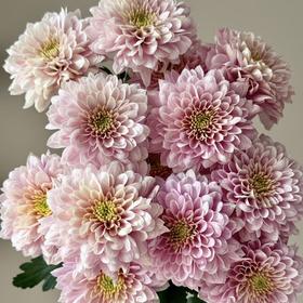 小菊 | 神仙