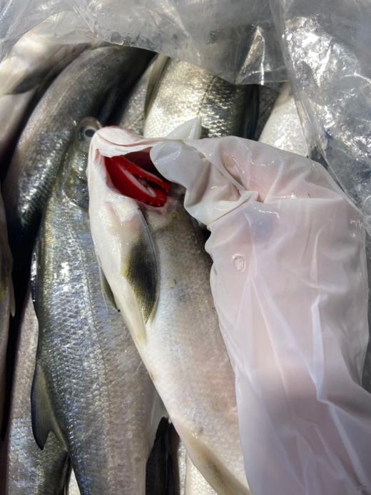 &闽南第一嫩鱼🐟午鱼（马友鱼）超鲜，鱼中贵族！！【活冻】 商品图6