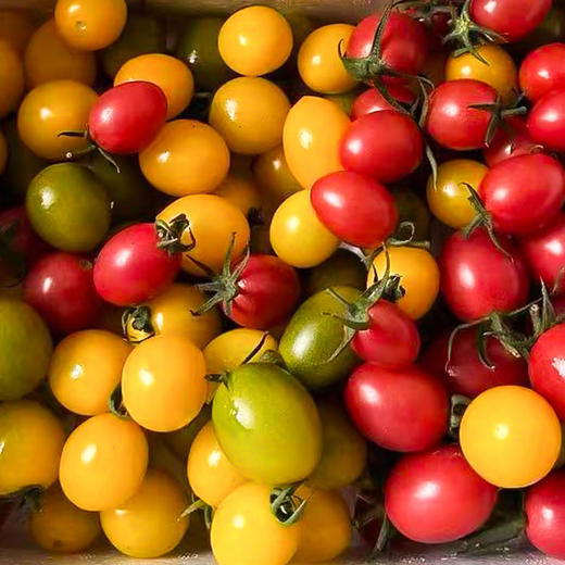 三色小番茄 商品图3