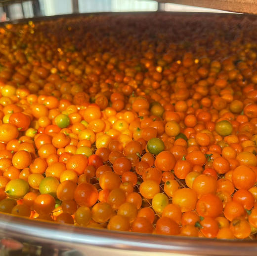 盐渍蟠龙金桔鲜果380ml（定制款） 商品图1