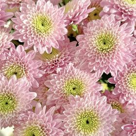 小菊 | 小菊卡名粉