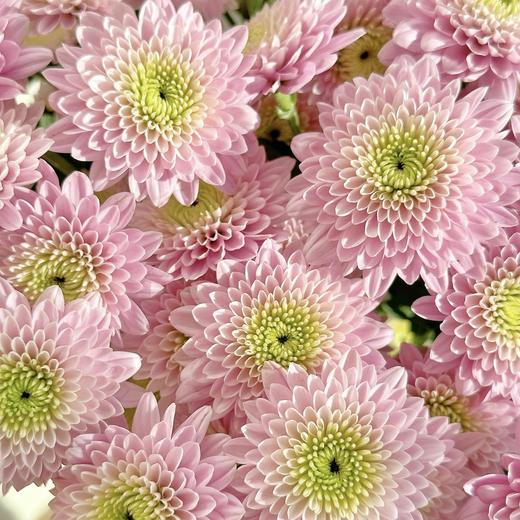 小菊 | 小菊卡名粉 商品图0