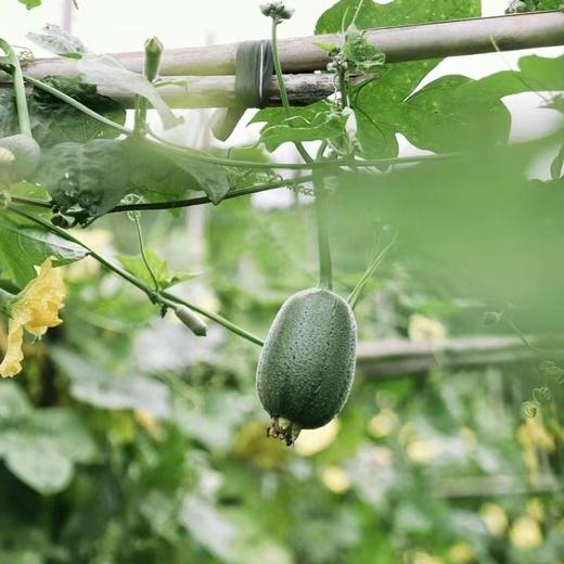 【苹果丝瓜】鲜美嫩滑糯香，汤汁微甜 商品图4