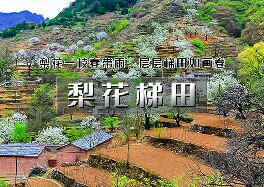1日｜梨花梯田｜世外桃源茅舍疏篱の谷雨时节赏大山深处梨花村-休闲户外徒步赏花 商品图0