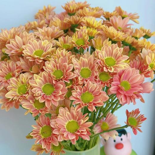 小菊 | 三文鱼「季节原因,有色差;介意慎拍」 商品图0