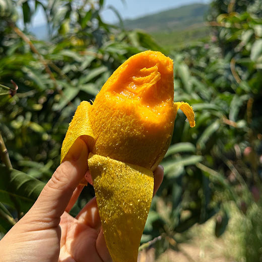 海南贵妃芒 自然熟 果味浓郁 香甜丝滑 商品图5