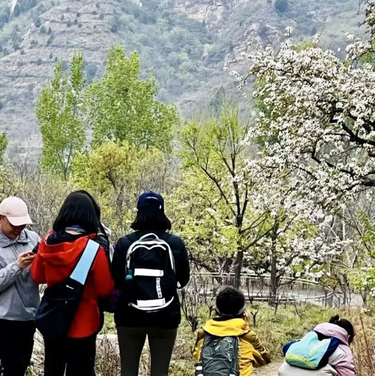 周三/周末1天【梨花顶徒步 68元】梨花大道の西寺峪-梨花顶-东寺峪-小众宁静梨花村（初级）