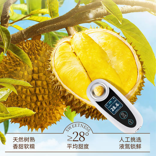 【到手4盒】榴莲西施泰国A级金枕榴莲肉香甜280g/盒 TY 商品图2