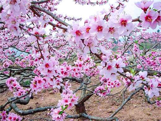 【平谷桃花+丫髻山1日】｜人间最美四月天-春风十里看桃花の近畿福地丫髻山 商品图4