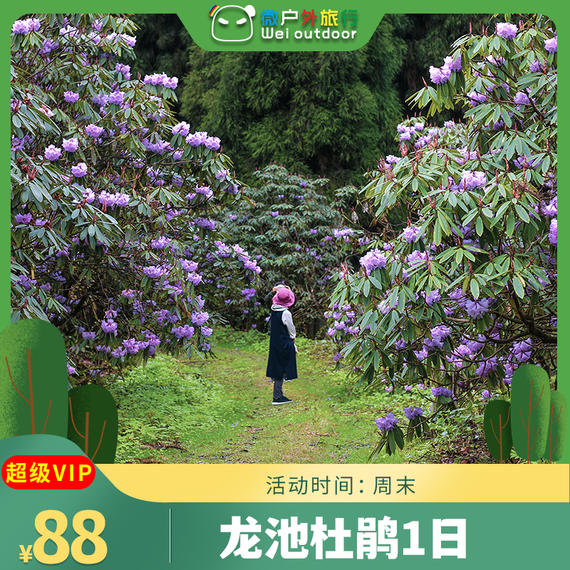 【龙池杜鹃】（4.11/12）不用去贵州百里，成都龙池杜鹃美到不敢想象