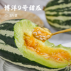 博洋9号甜瓜 | 脆嫩无渣 香甜多汁 头茬精选  水洗后可连皮带籽直接啃  放心吃清香扑鼻 回味十足 新鲜采摘 商品缩略图0