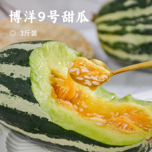 博洋9号甜瓜 | 脆嫩无渣 香甜多汁 头茬精选  水洗后可连皮带籽直接啃  放心吃清香扑鼻 回味十足 新鲜采摘 商品图0
