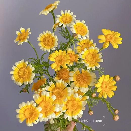 配花 | 黄金菊 商品图0