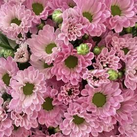 小菊 | 小菊少女粉