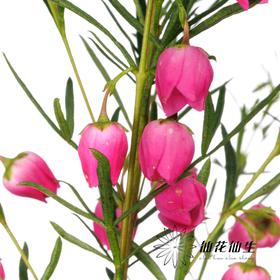 配花 | 菠萝蜜花