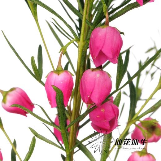 配花 | 菠萝蜜花 商品图0